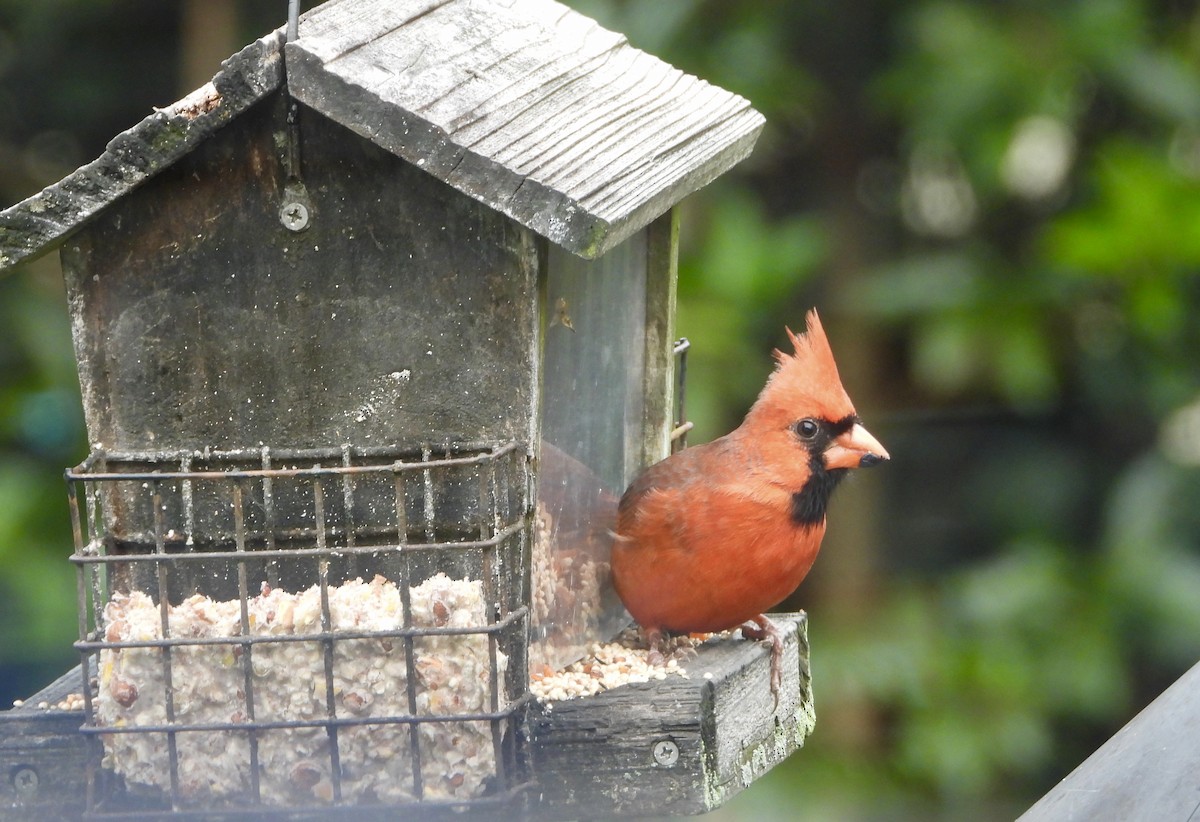 Northern Cardinal - ML646539117