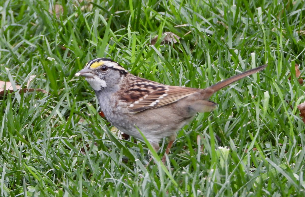 White-throated Sparrow - ML646539118