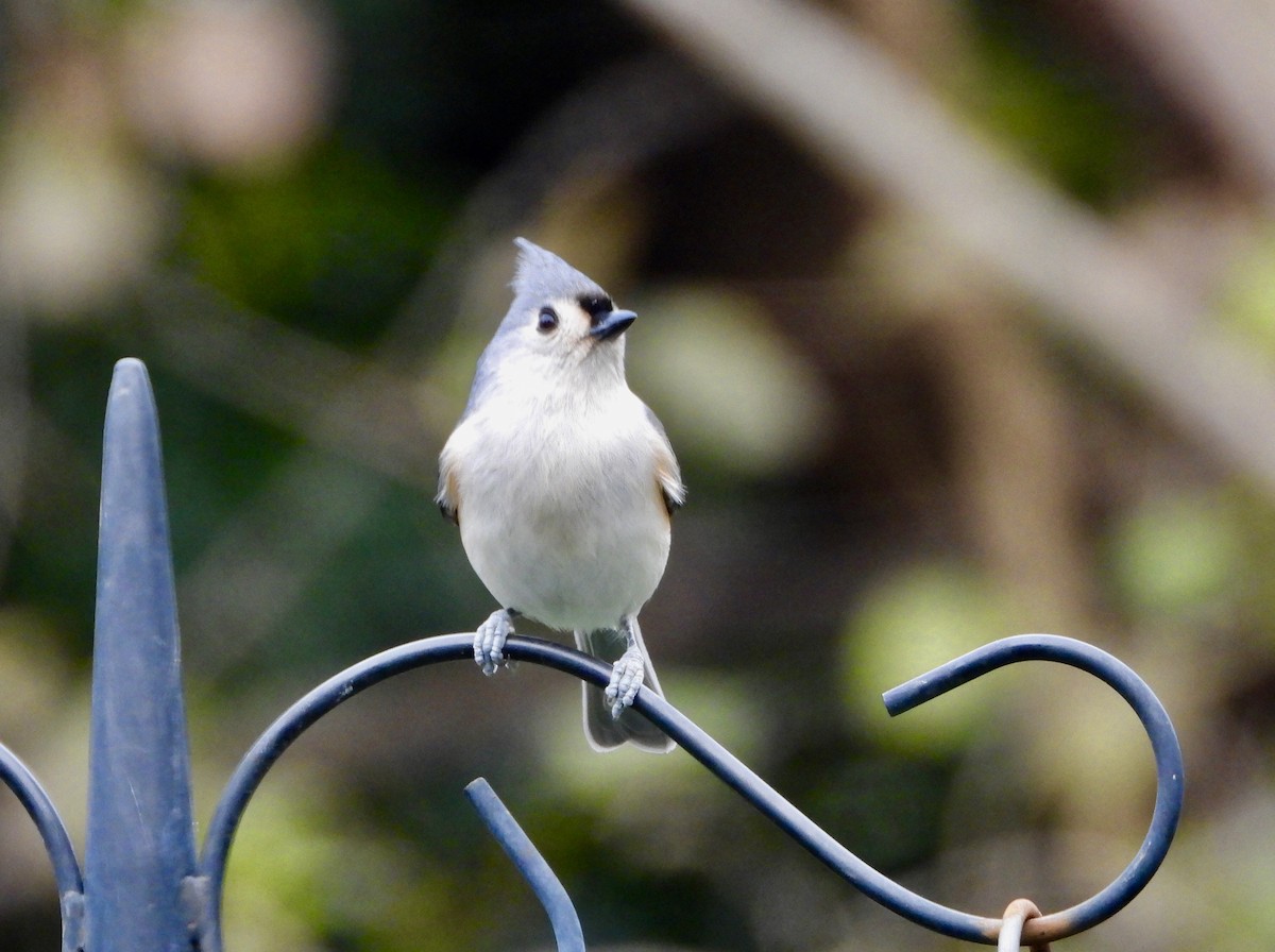 Tufted Titmouse - ML646539120
