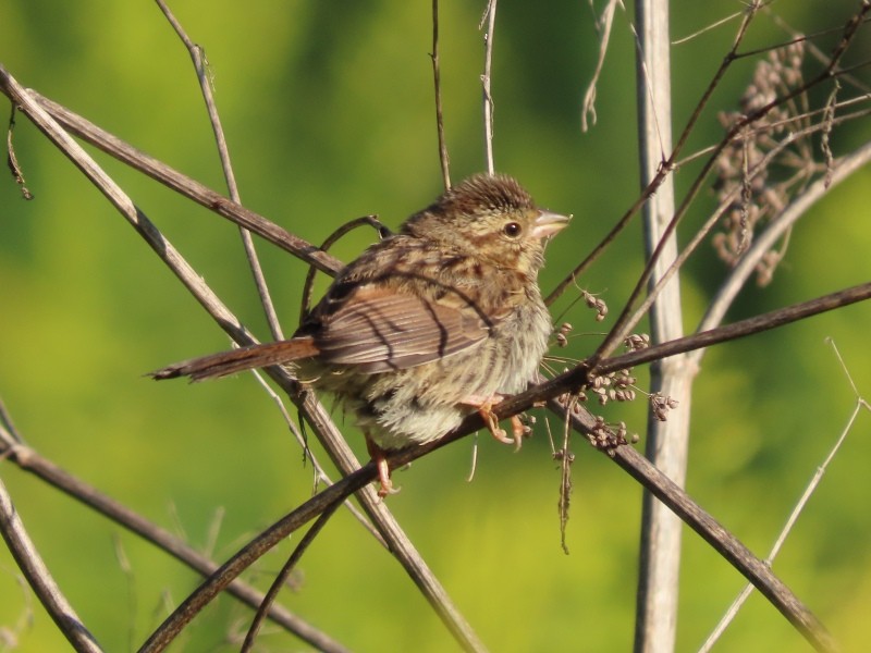 גיבתונית רוננת - ML646539121