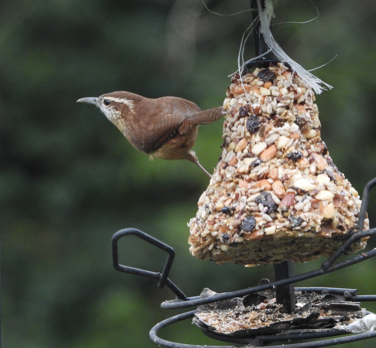 Carolina Wren - ML646539122