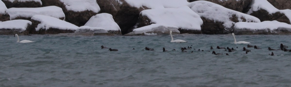 Tundra Swan - ML646539125