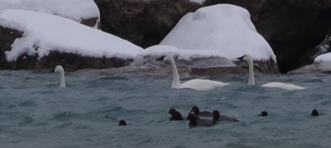 Tundra Swan - ML646539126