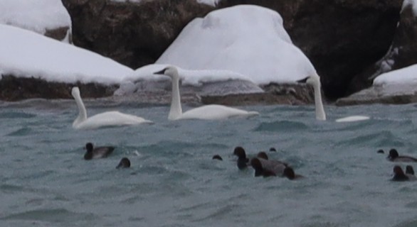 Tundra Swan - ML646539127