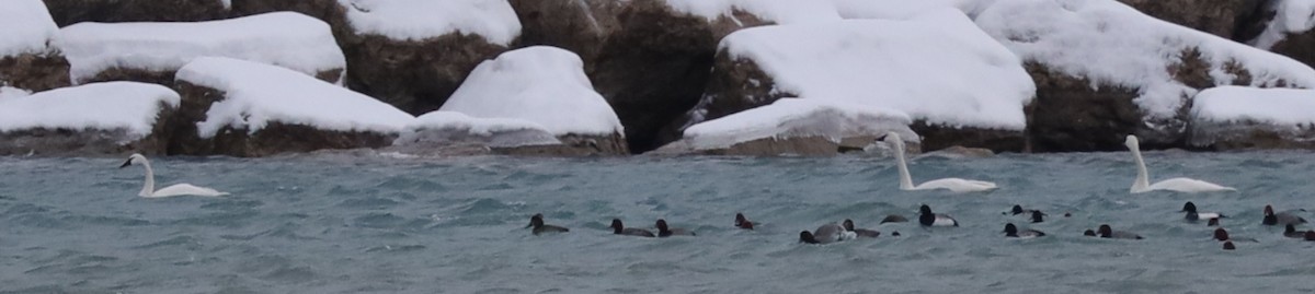 Tundra Swan - ML646539128