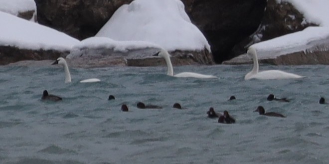 Tundra Swan - ML646539129
