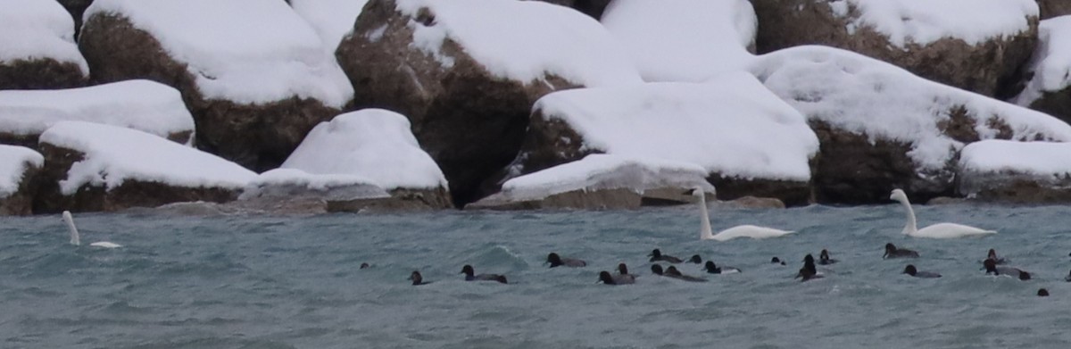 Tundra Swan - ML646539130