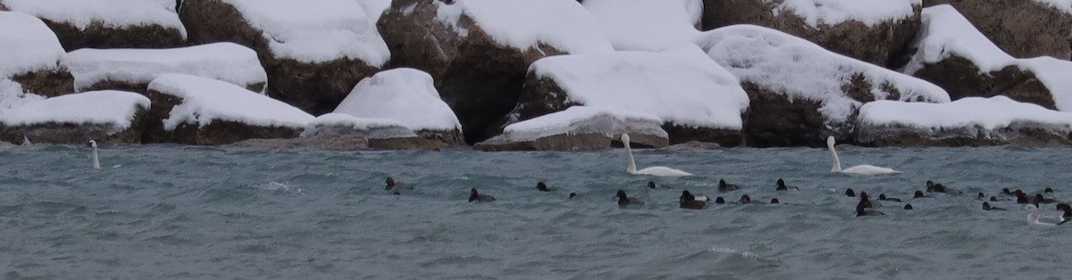 Tundra Swan - ML646539131