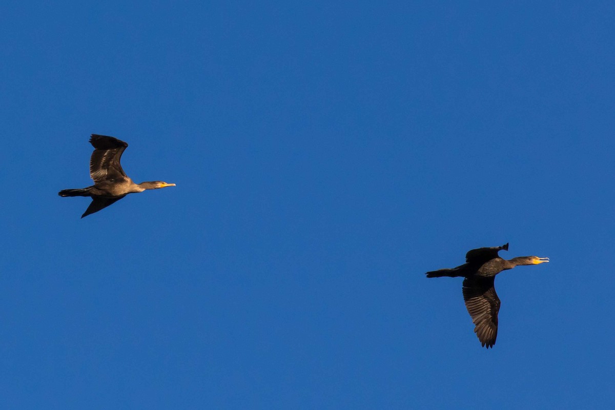 Ohrenscharbe - ML646539132