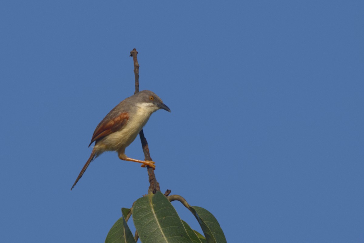 Prinia Alirroja - ML646539134