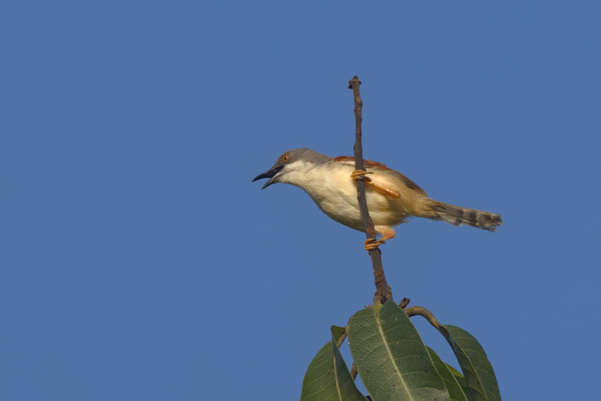 Prinia Alirroja - ML646539135