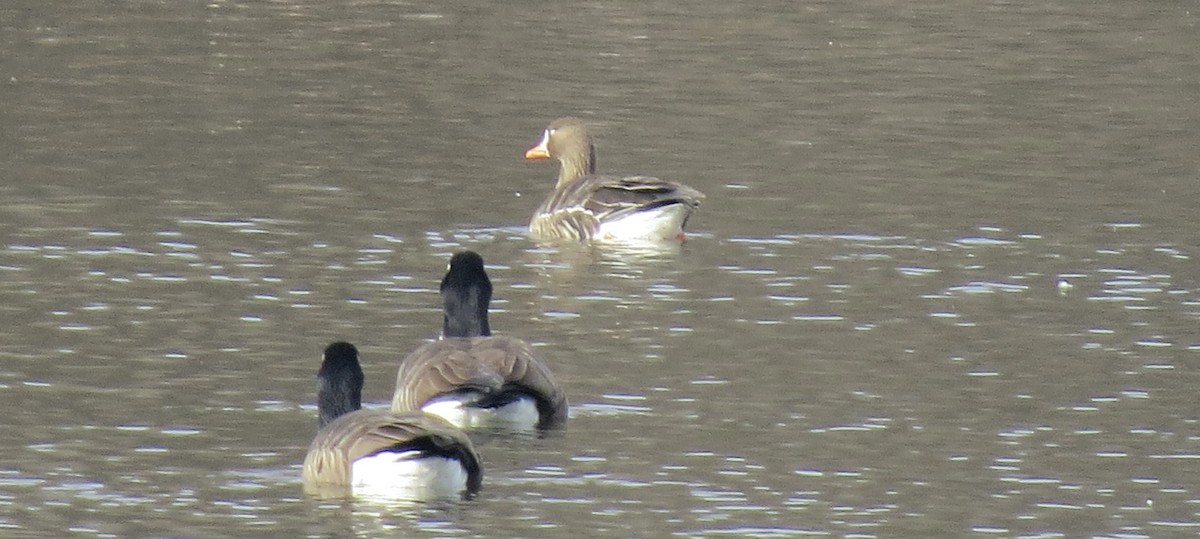 Antzara muturzuria - ML646539137