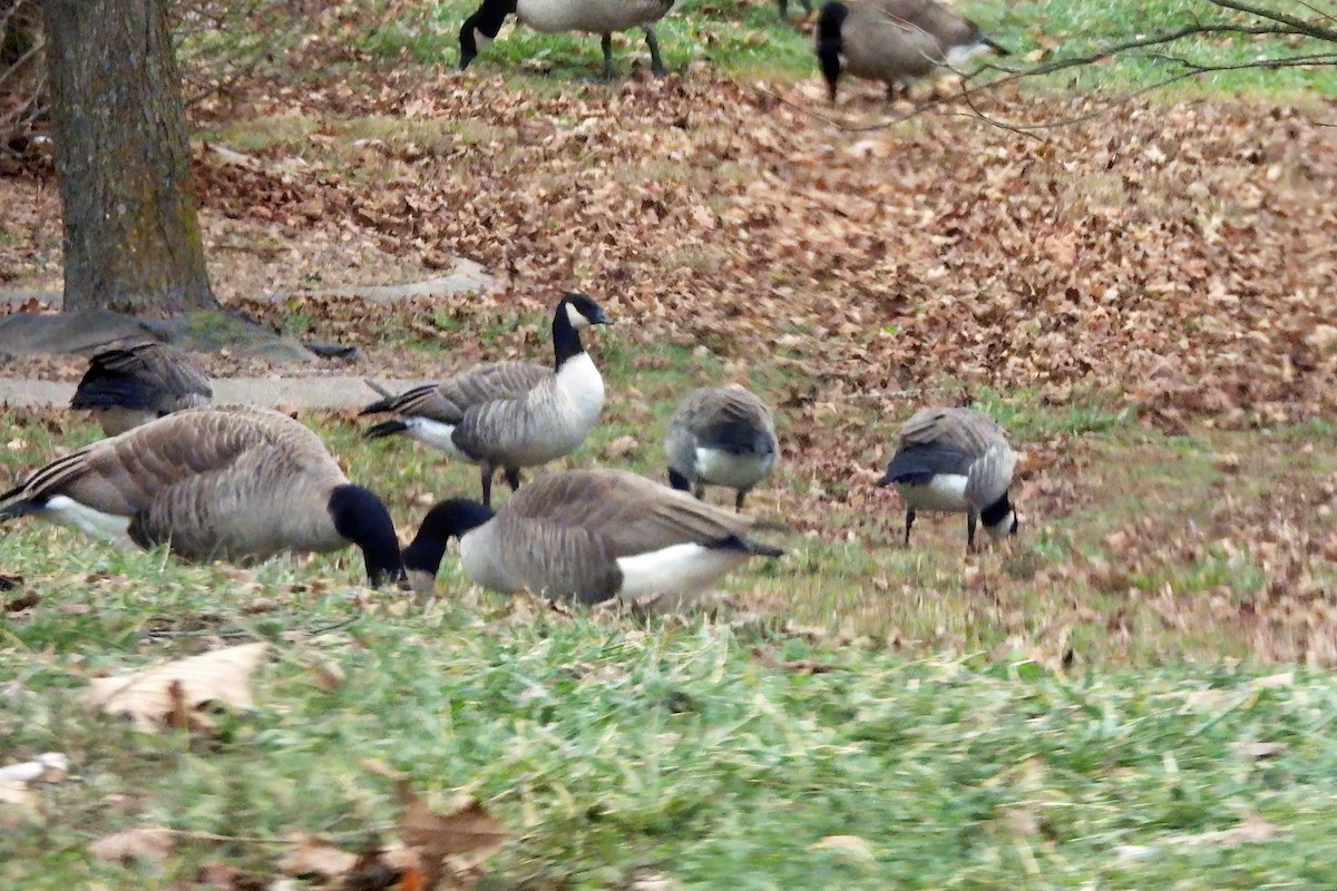ברנטה גוצית - ML646539138