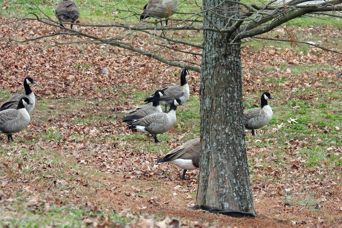 ברנטה גוצית - ML646539139