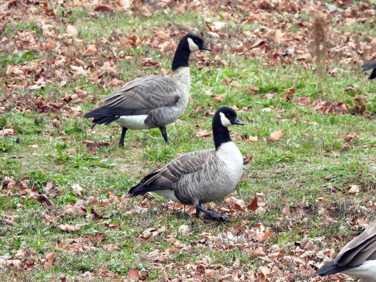 ברנטה גוצית - ML646539141