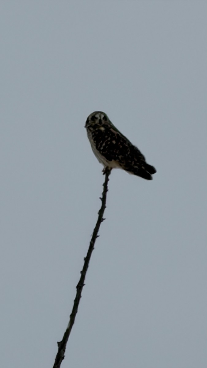 Zingira-hontza - ML646539143