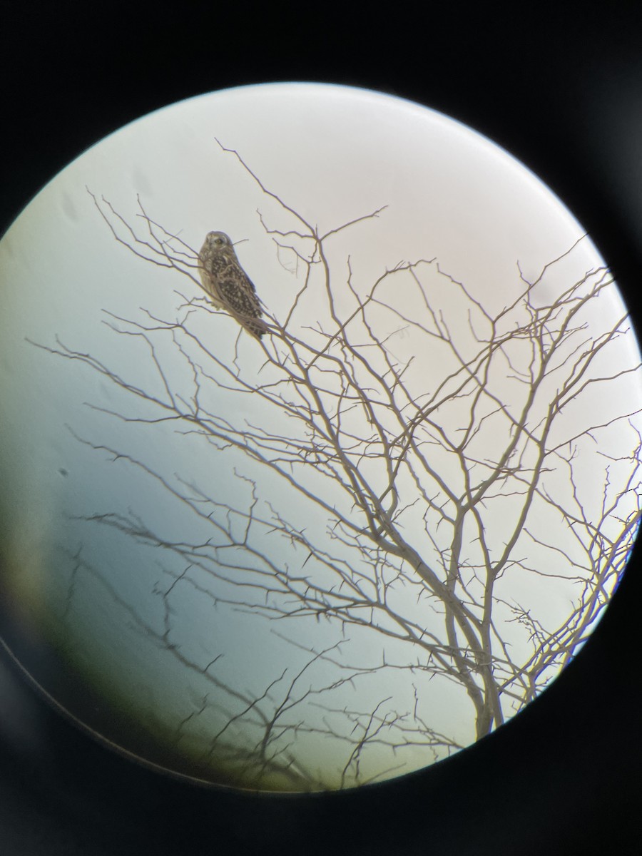 Zingira-hontza - ML646539144