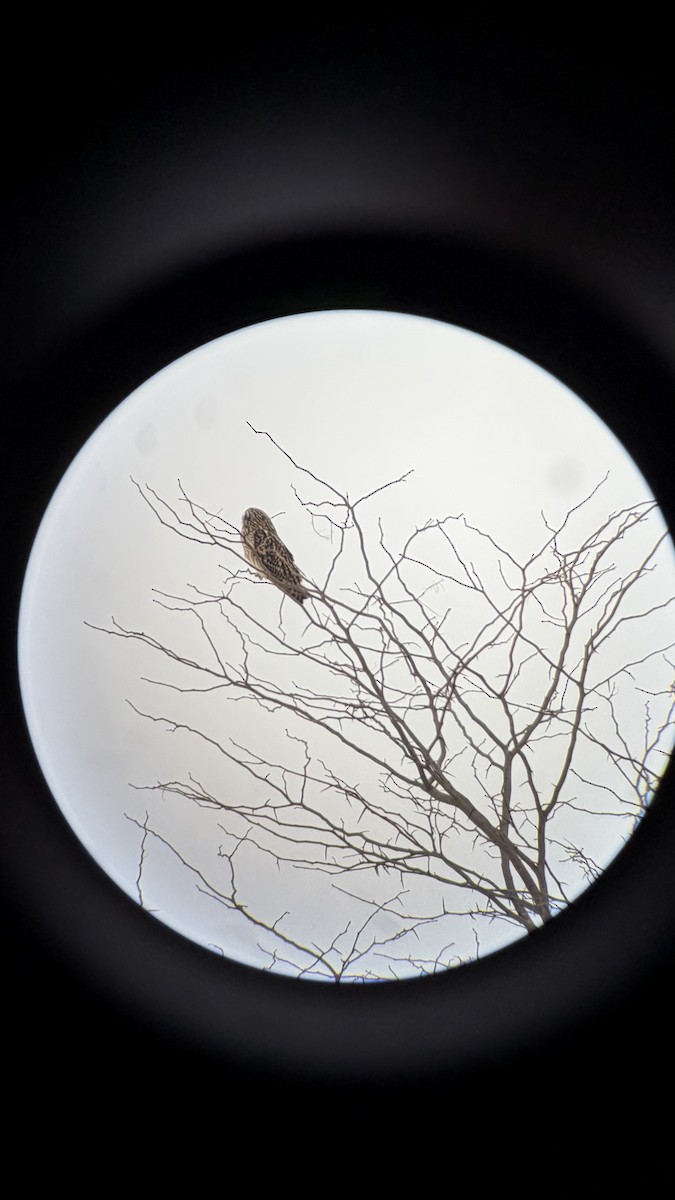 Zingira-hontza - ML646539145