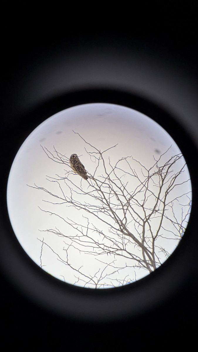 Zingira-hontza - ML646539146