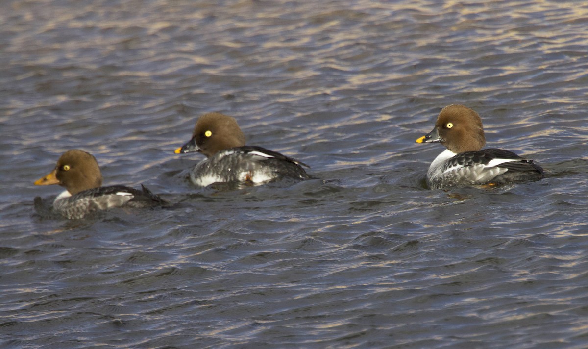 Quattrocchi - ML646539157