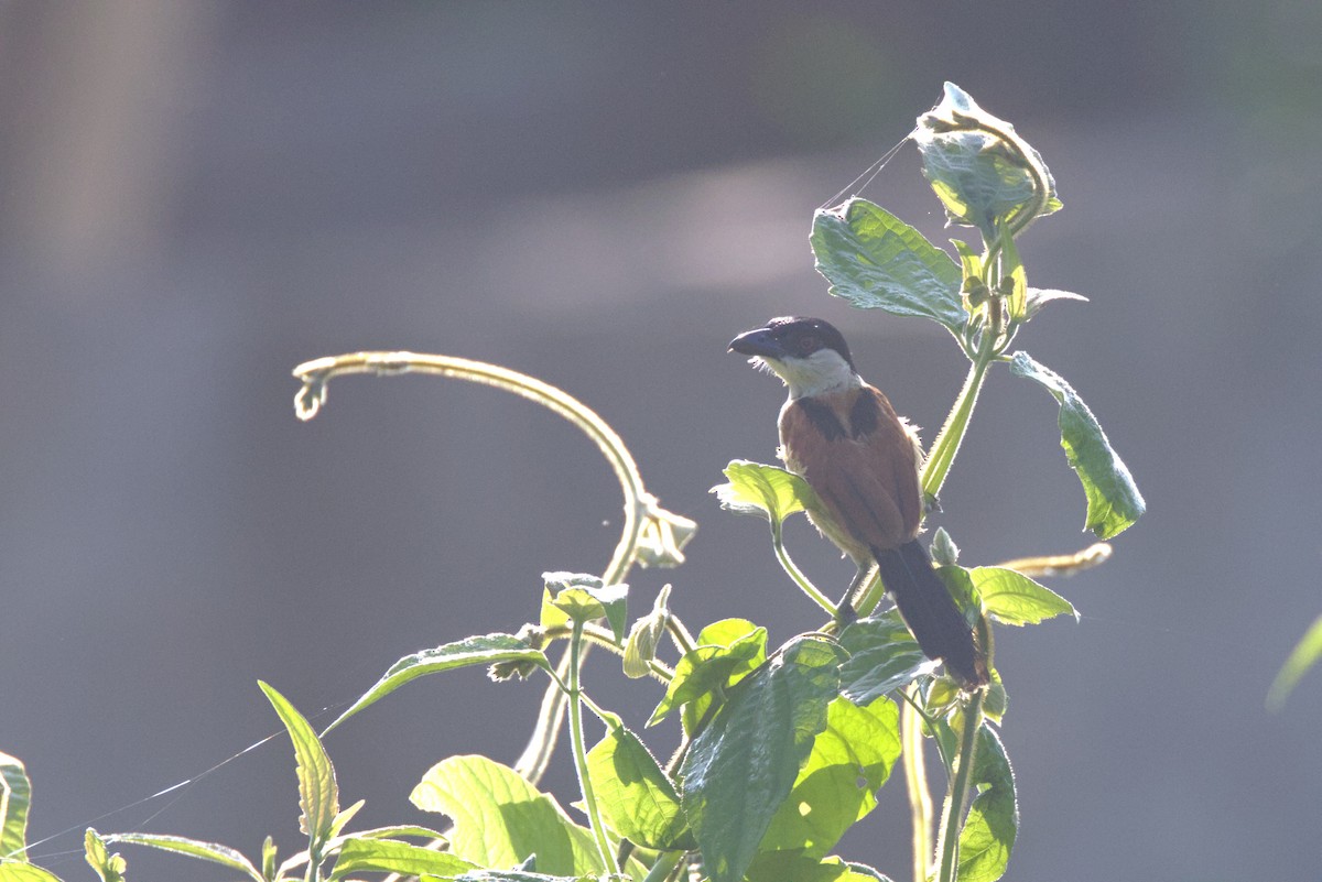 Chagra Marismeña (minutus) - ML646539158
