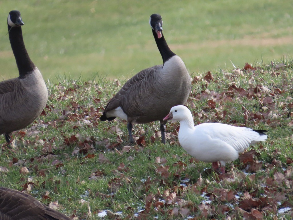 Ross's Goose - ML646539160
