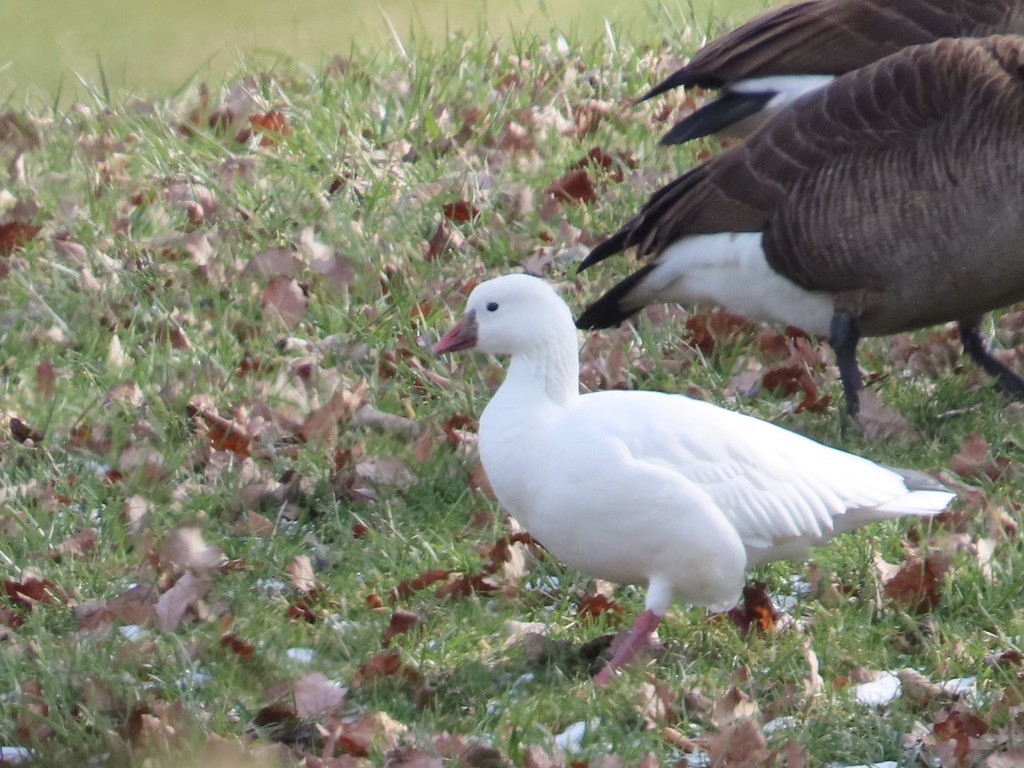 Ross's Goose - ML646539161