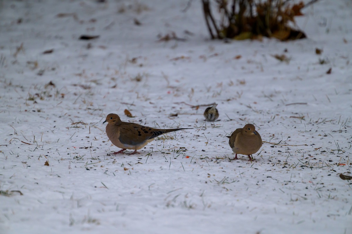 Carolinataube - ML646539163