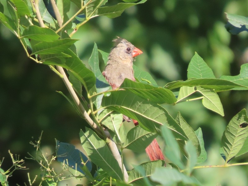 קרדינל צפוני - ML646539170