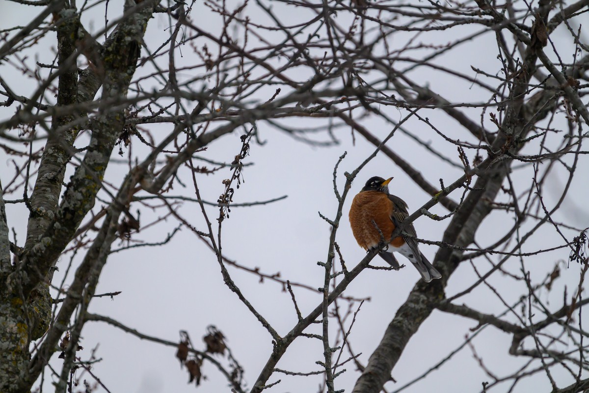 Wanderdrossel - ML646539171