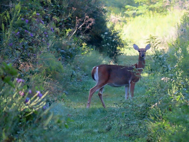 בעלי חיים - ML646539175