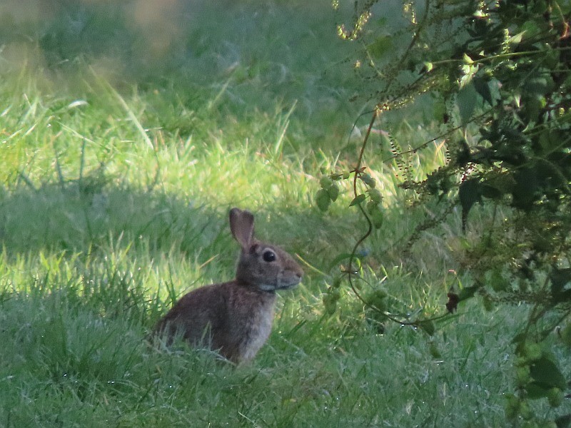 בעלי חיים - ML646539177