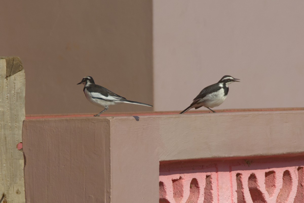 Lavandera Africana - ML646539178