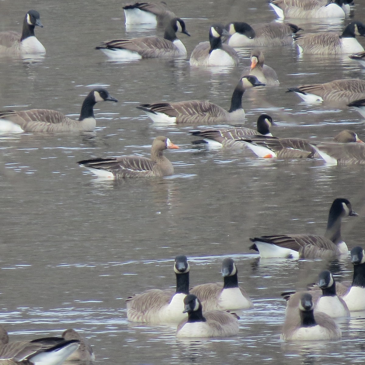 Antzara muturzuria - ML646539179