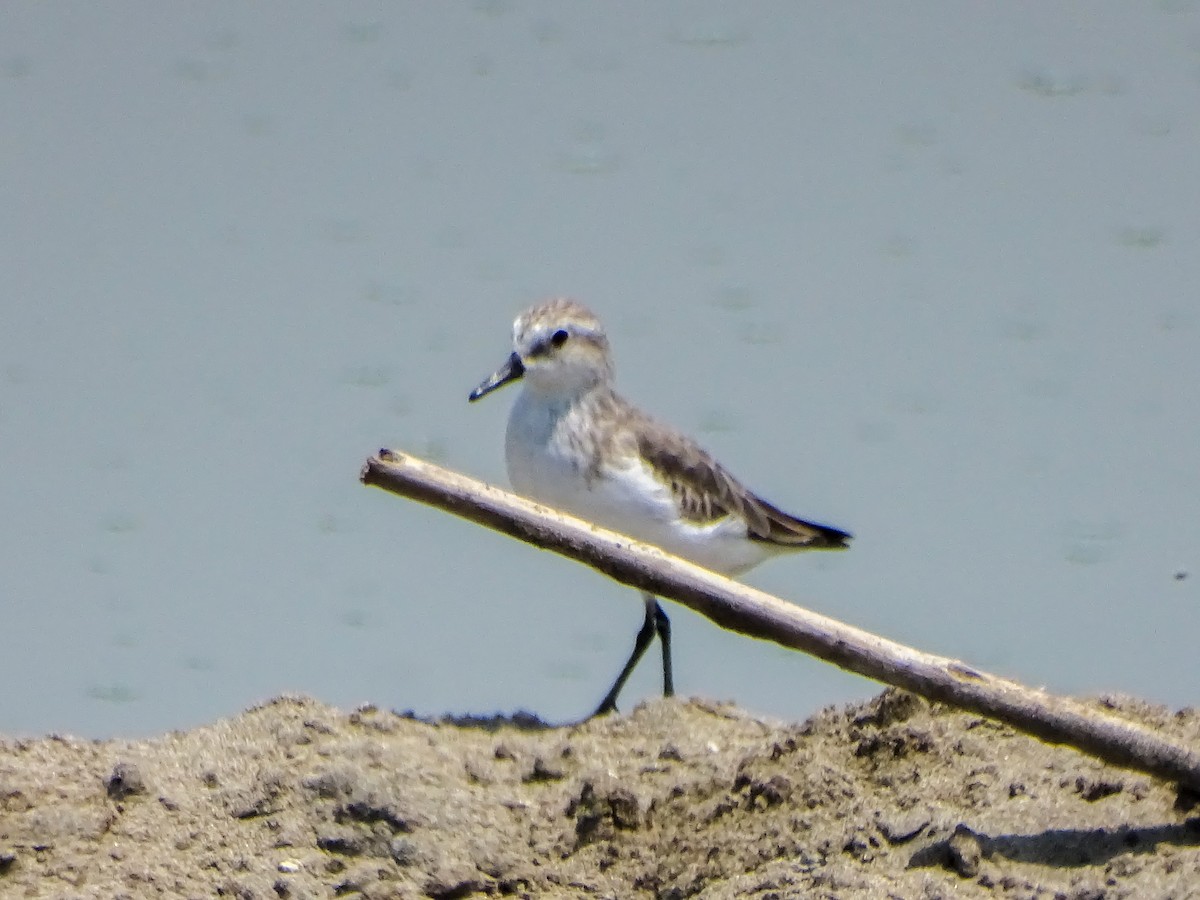 Semipalmated Sandpiper - ML646539181