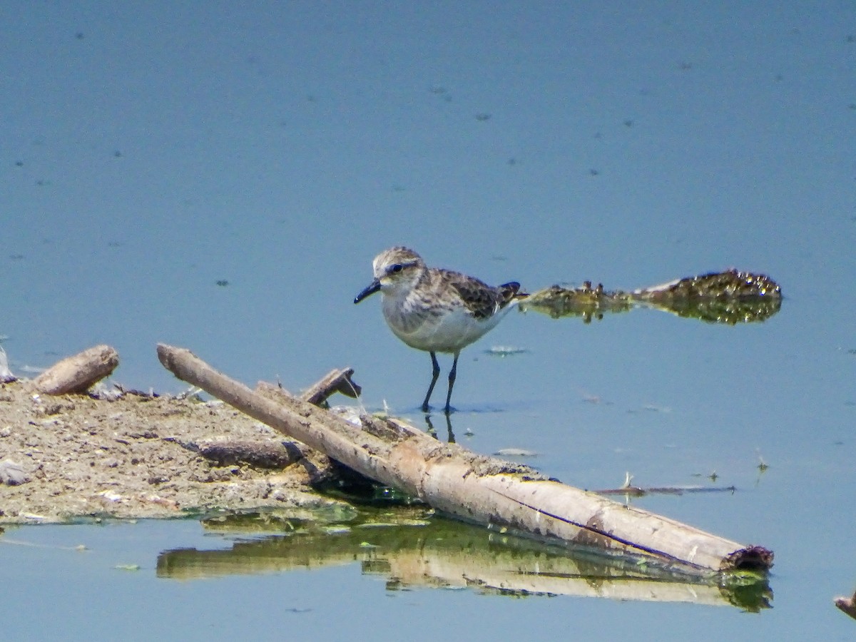 Semipalmated Sandpiper - ML646539182