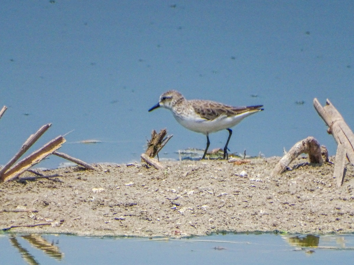 Semipalmated Sandpiper - ML646539183