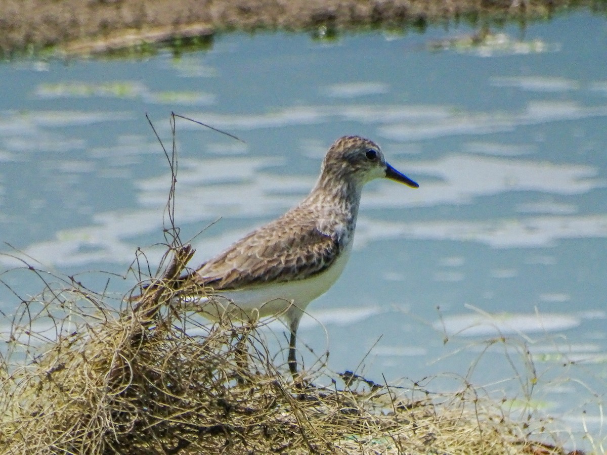 Semipalmated Sandpiper - ML646539184