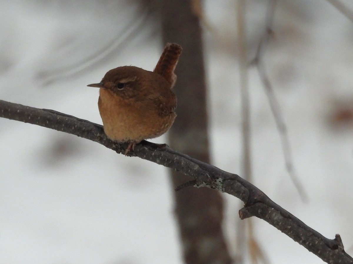 Pacific Wren - ML646539185