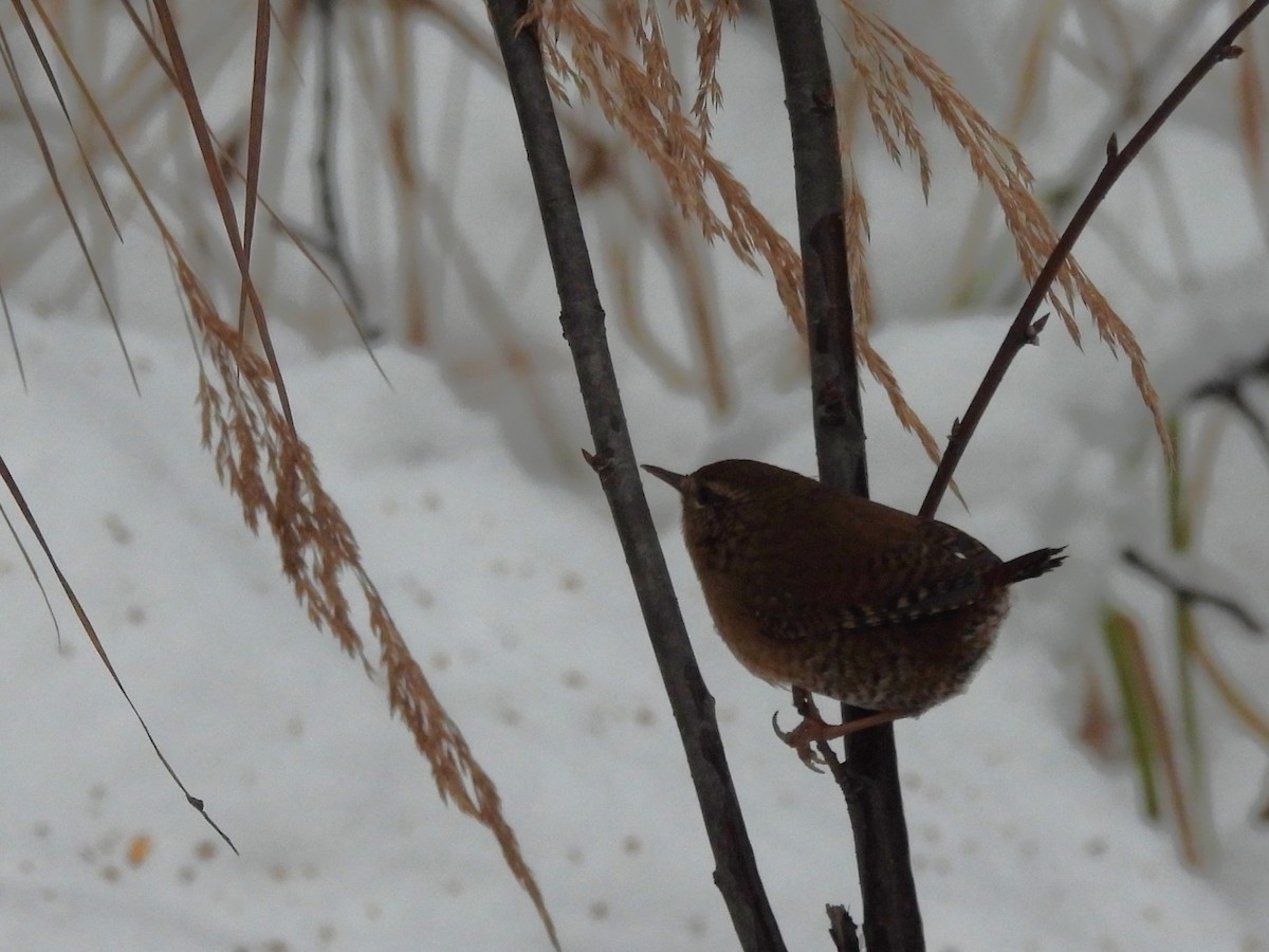 Pacific Wren - ML646539186