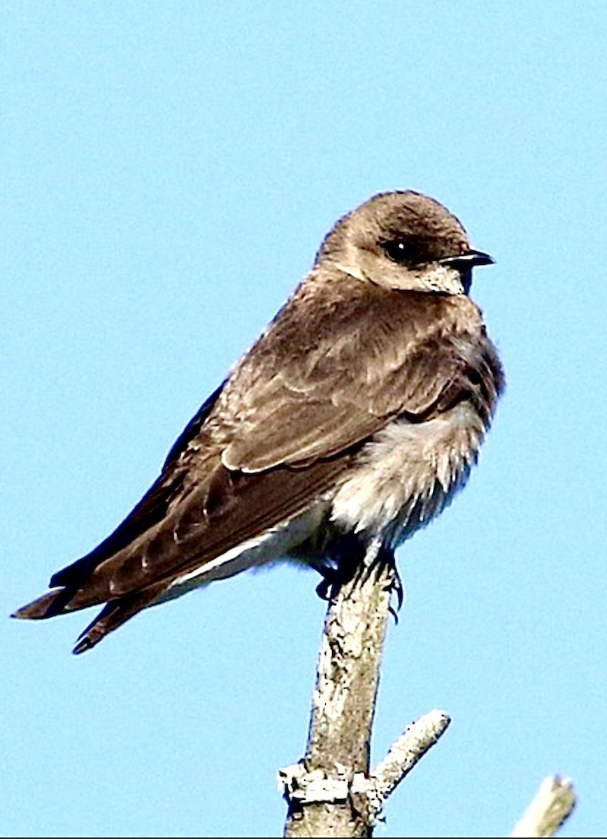 Kuzeyli Sert Kanatlı Kırlangıç - ML646539187