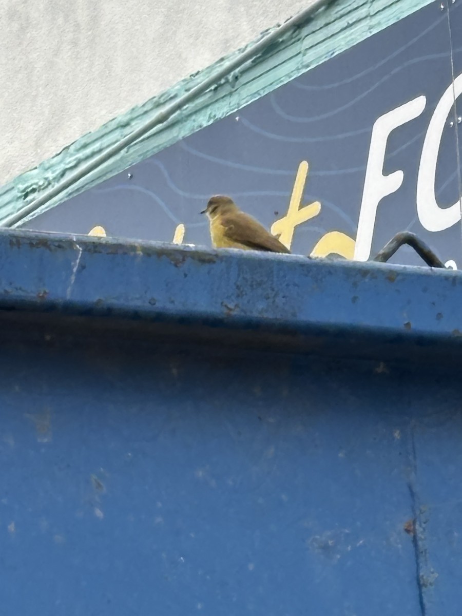 Cattle Tyrant - ML646539189