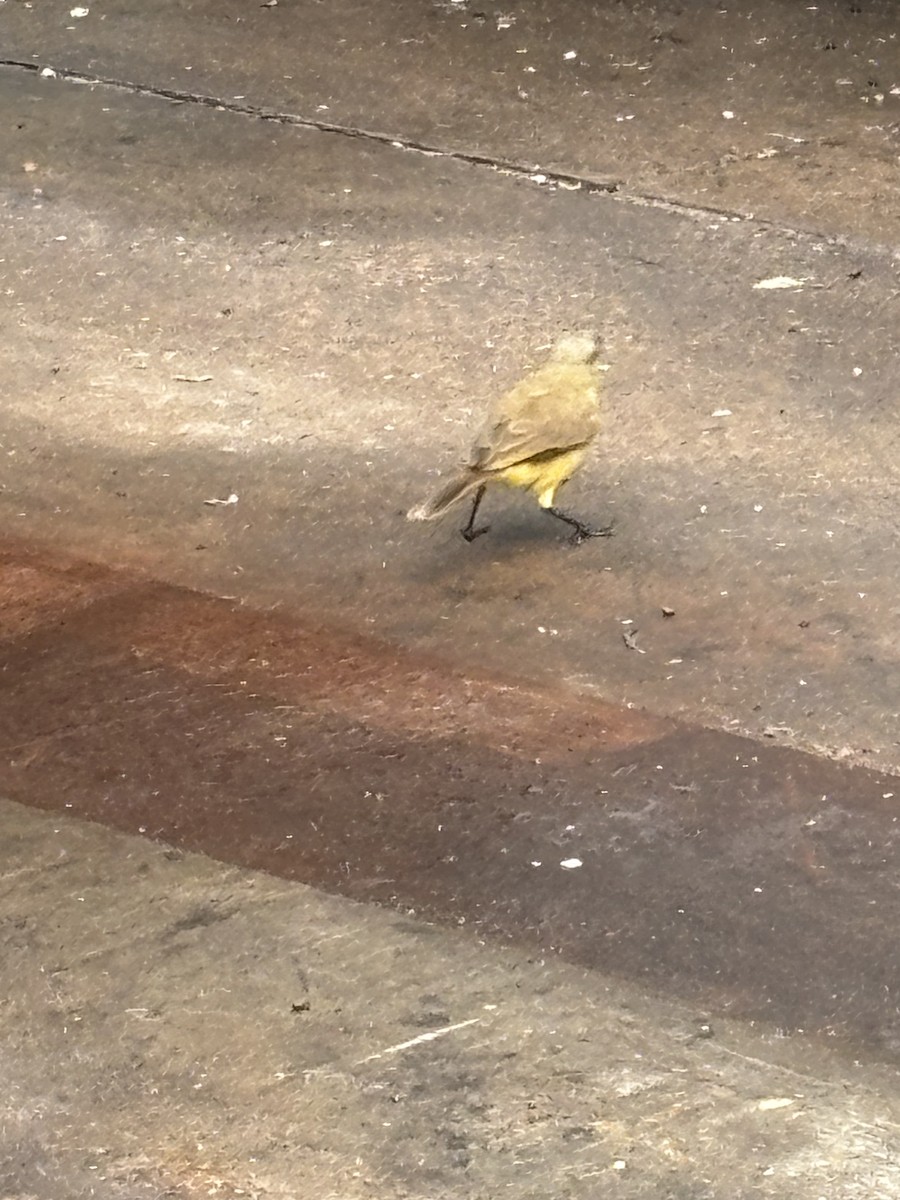 Cattle Tyrant - ML646539190