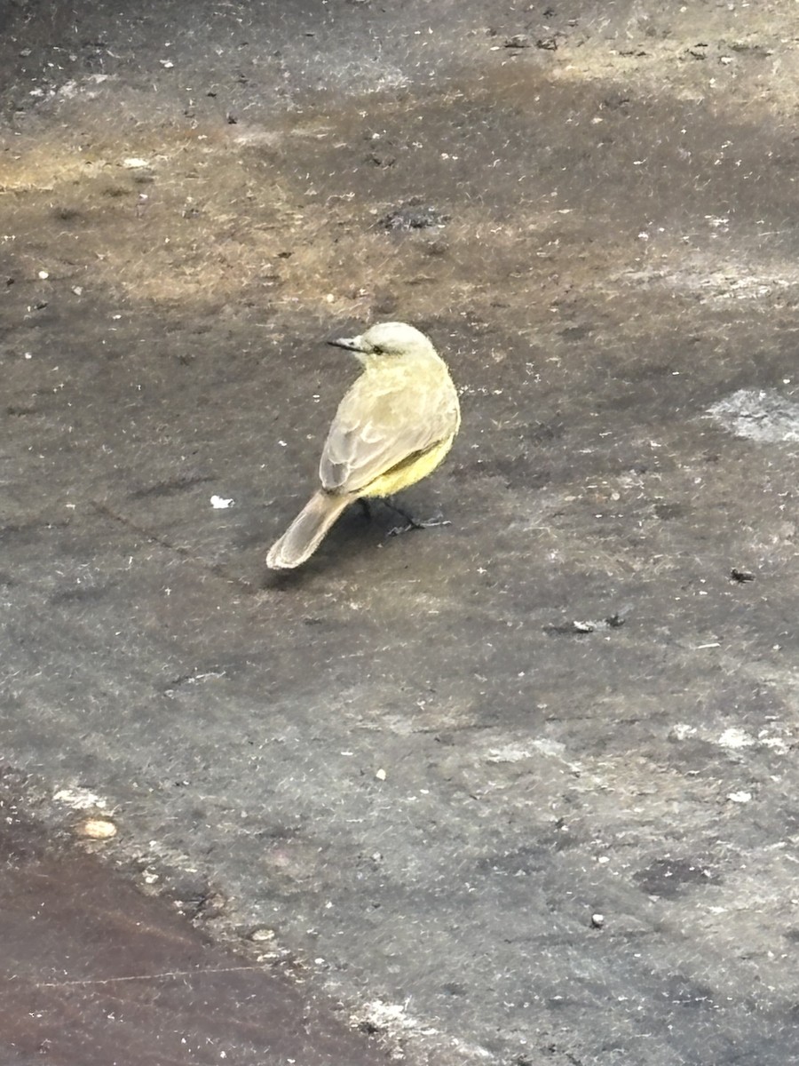 Cattle Tyrant - ML646539191