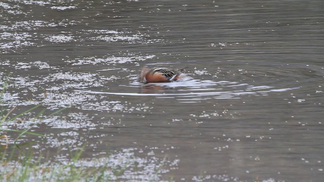 Red Phalarope - ML646539192