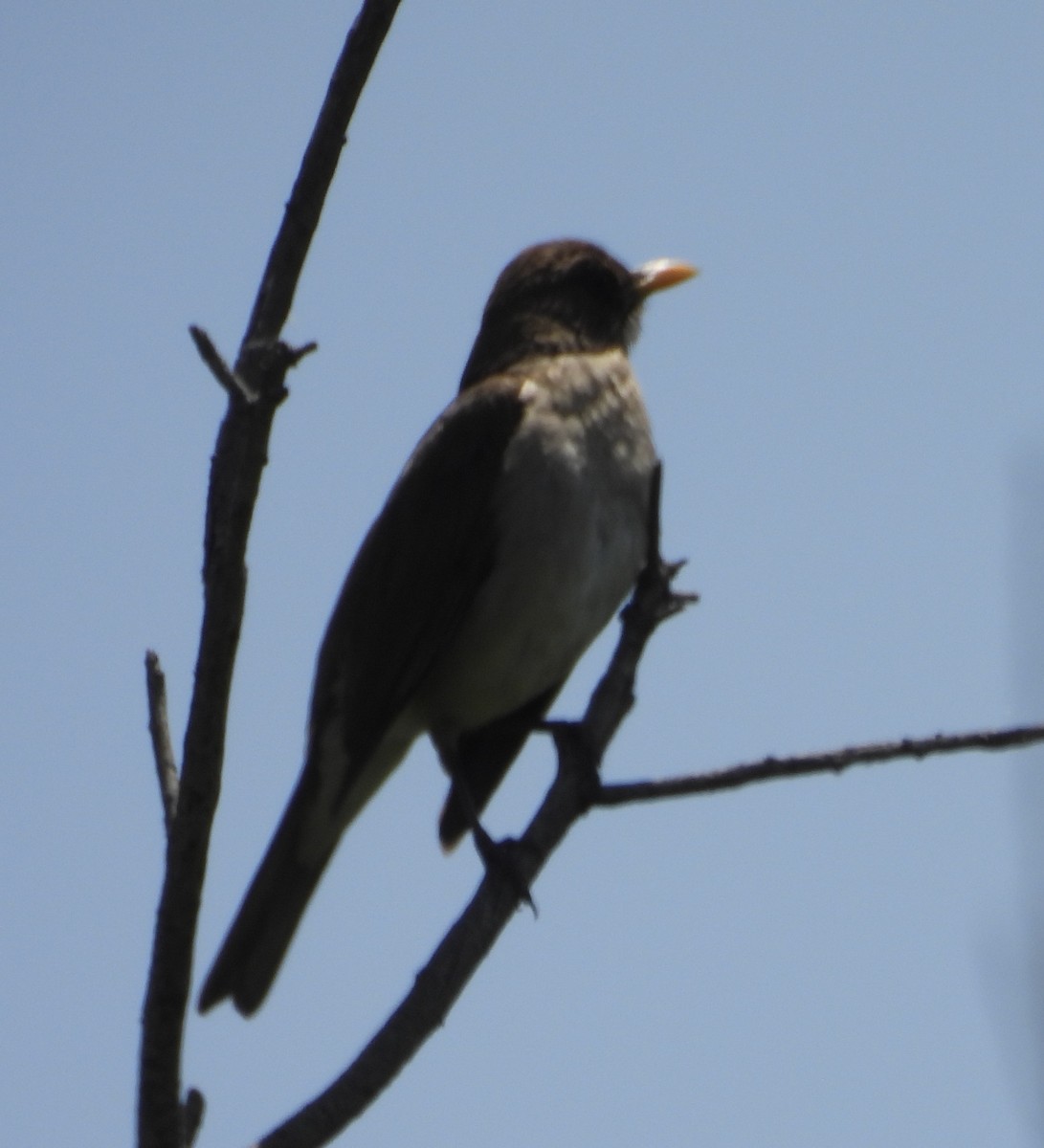 Creamy-bellied Thrush - ML646539193