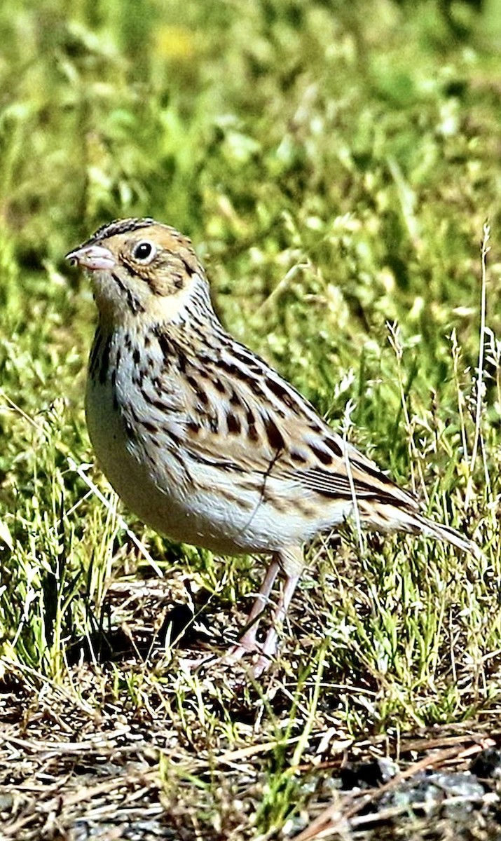 Baird Serçesi - ML646539197