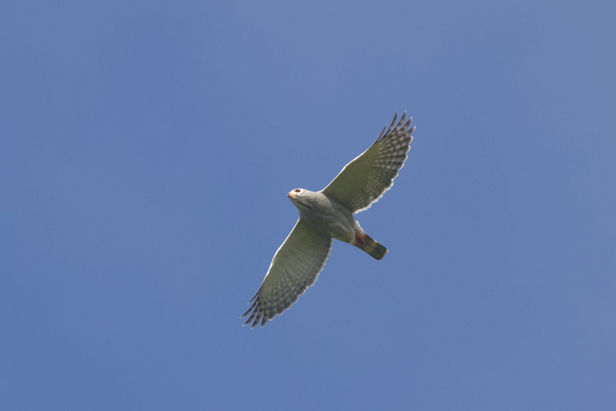 Ящеричный ястребок - ML646539200