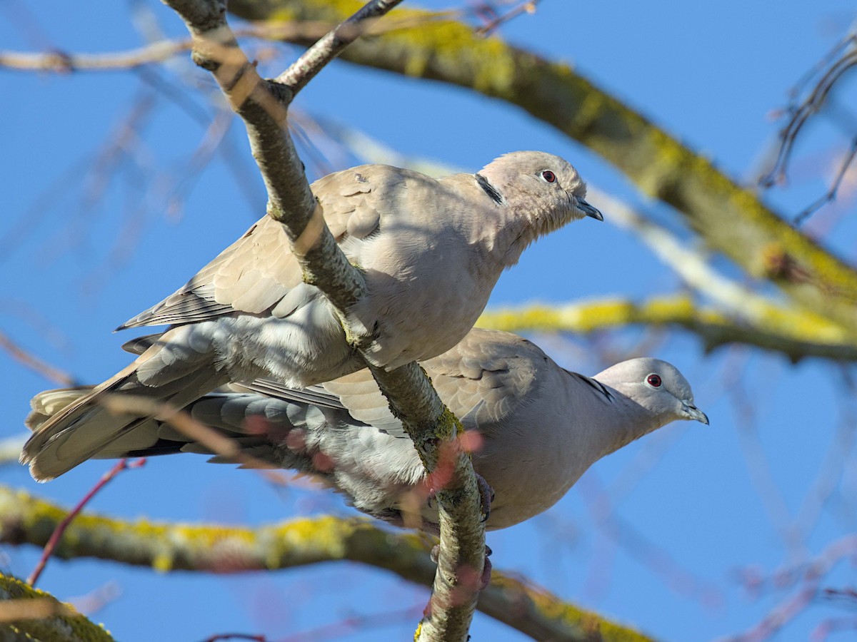 Eurasian Collared-Dove - ML646539201