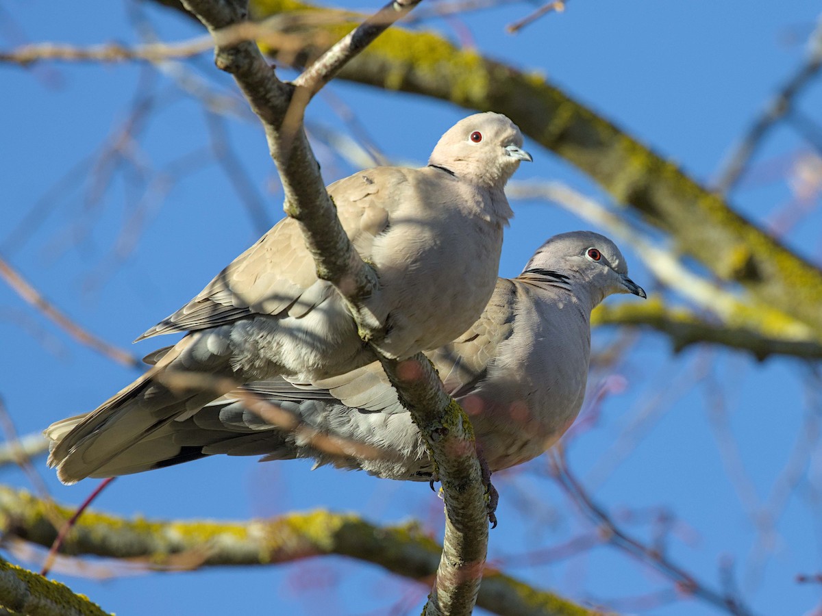 Eurasian Collared-Dove - ML646539202